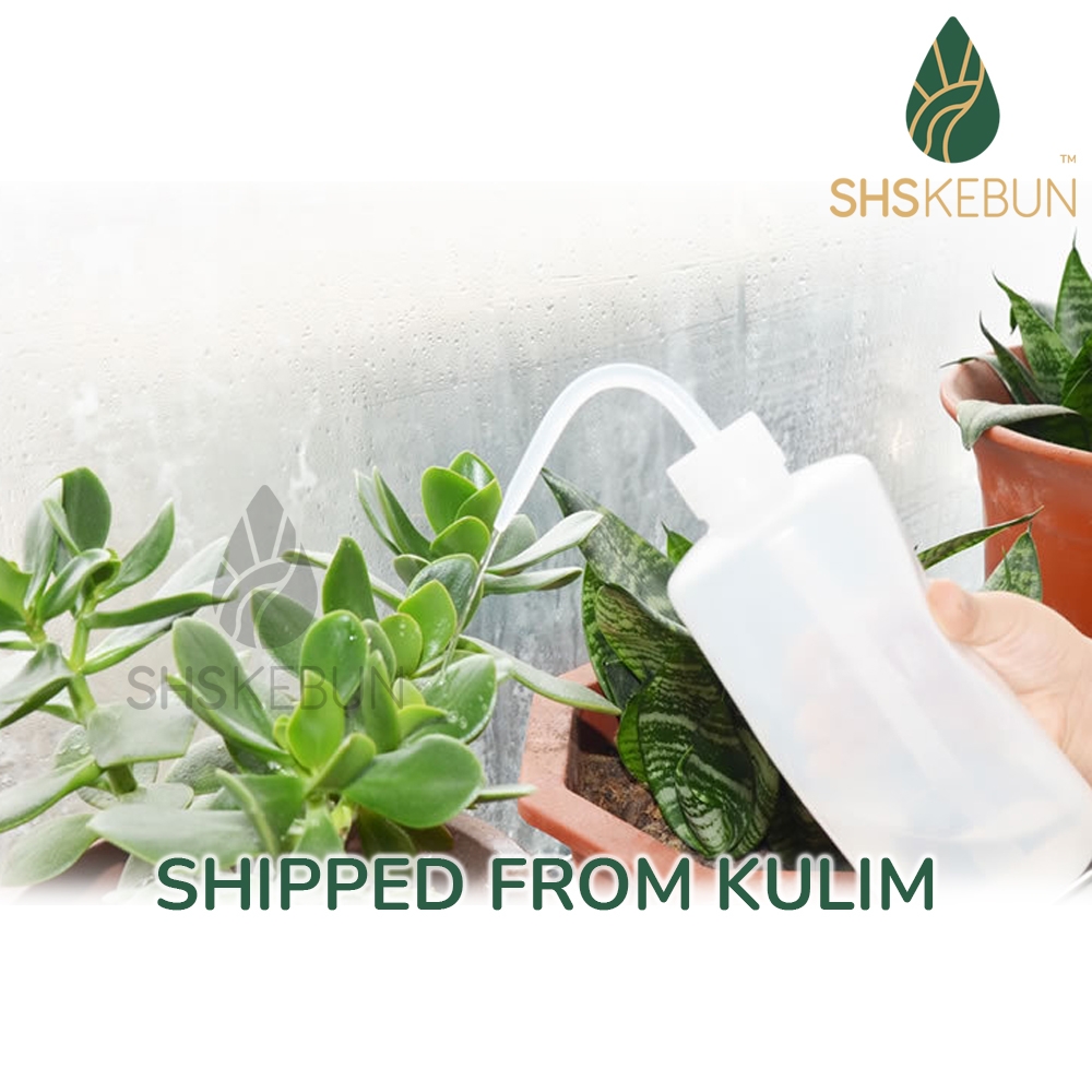 Squeeze Watering Spray Bottle with Long Nozzle Orchid Succulent and Cactus  250ml SHS Kebun | SHS_Kebun Official Store