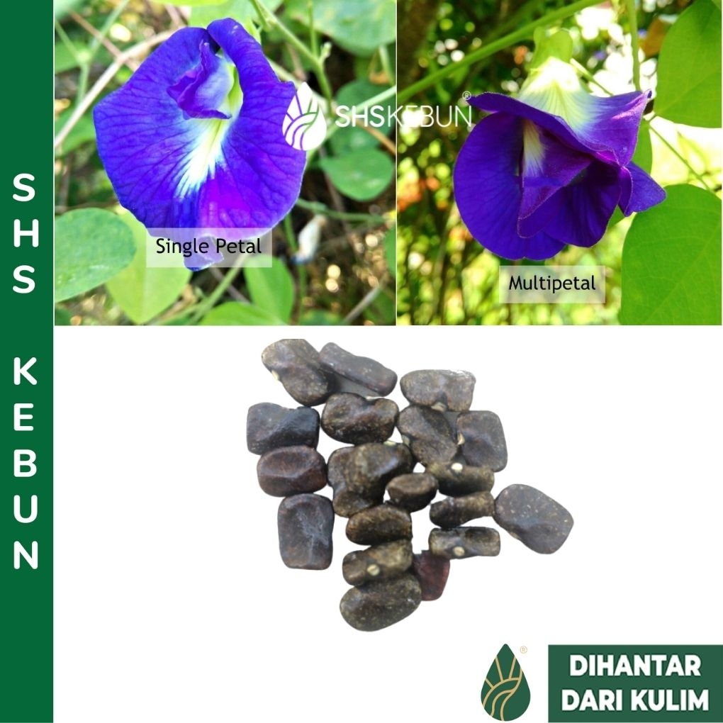 Single/Multipetal Blue Pea Flower Seeds (Butterfly Pea / bunga telang)   SHS Kebun | SHS_Kebun Official Store