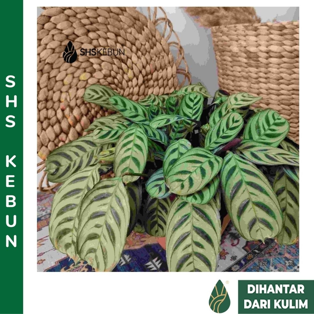 calathea white fusion light Calathea White Fusion (2–4 inch plant) – Coollective Plants main image 1