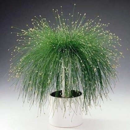 Live Wire ColorGrass® Isolepis