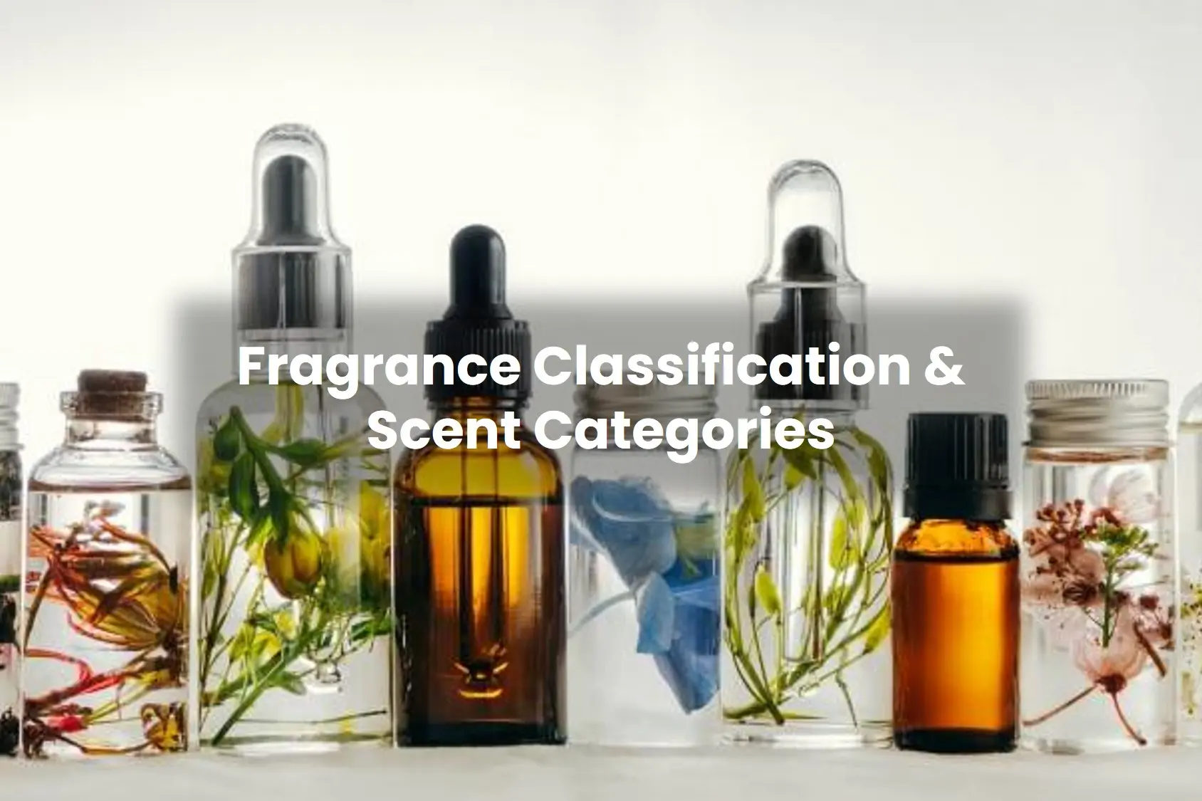 Fragrance Classifica