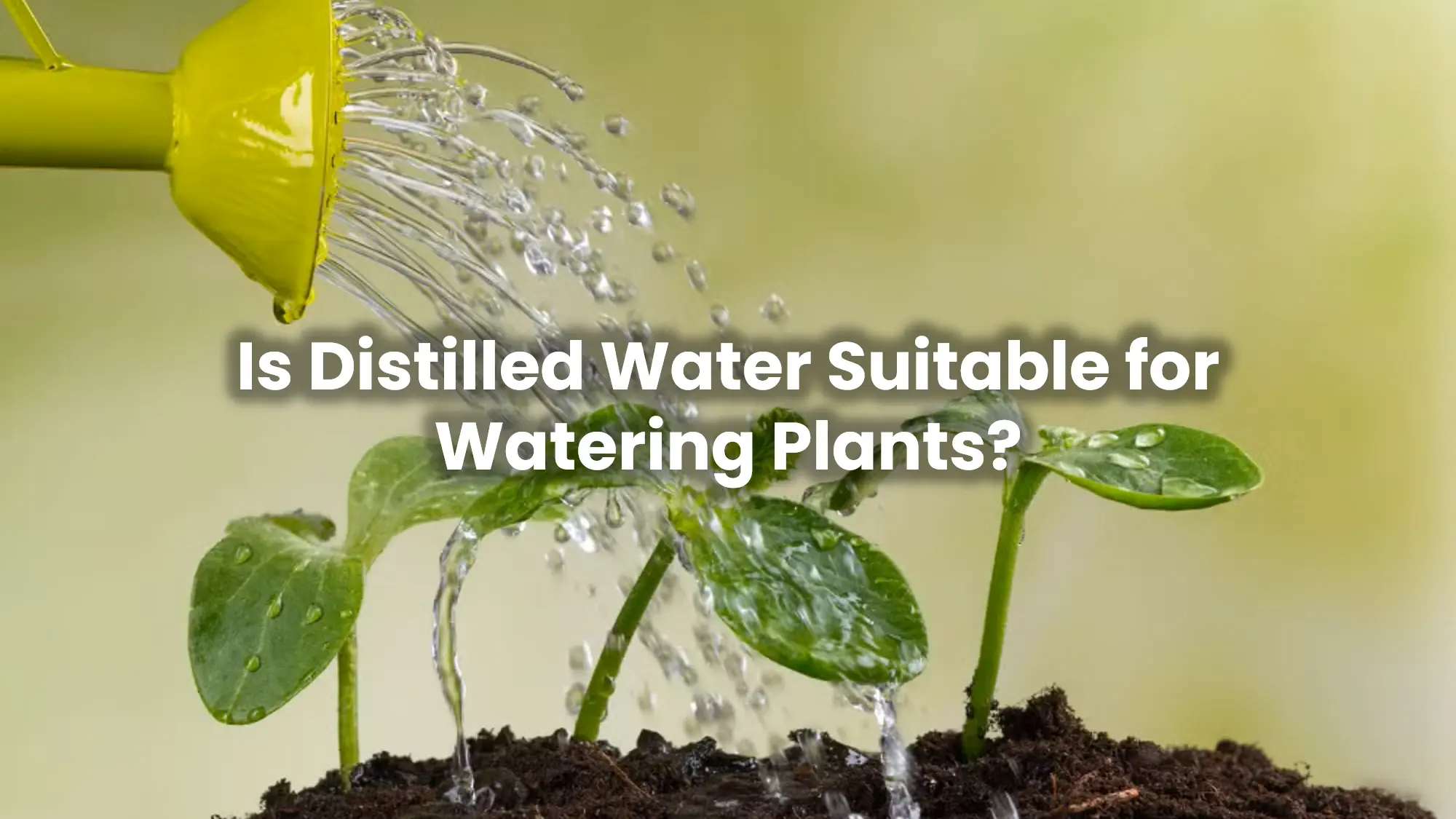 Is Distilled Water S