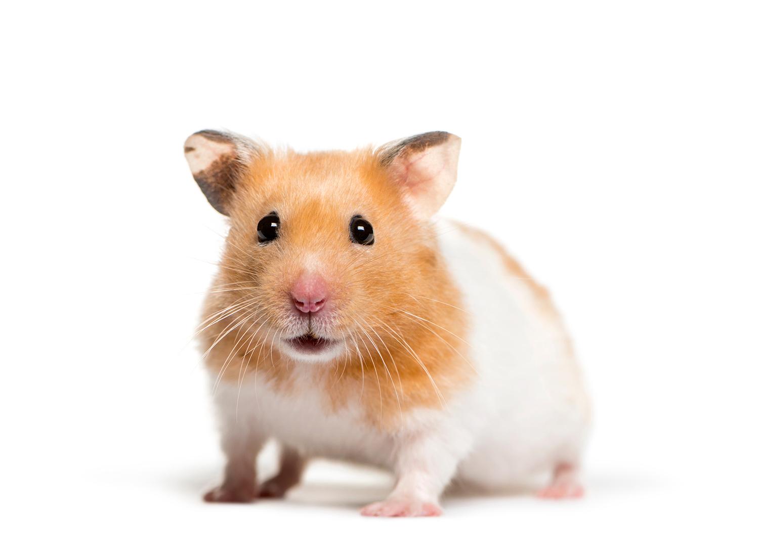 All About Syrian Hamsters - Petopedia