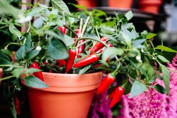 Chilli Plants Maintenance & Care | Soon Huat Seeds Sdn Bhd | Quality  Reliable Seeds Since 1948