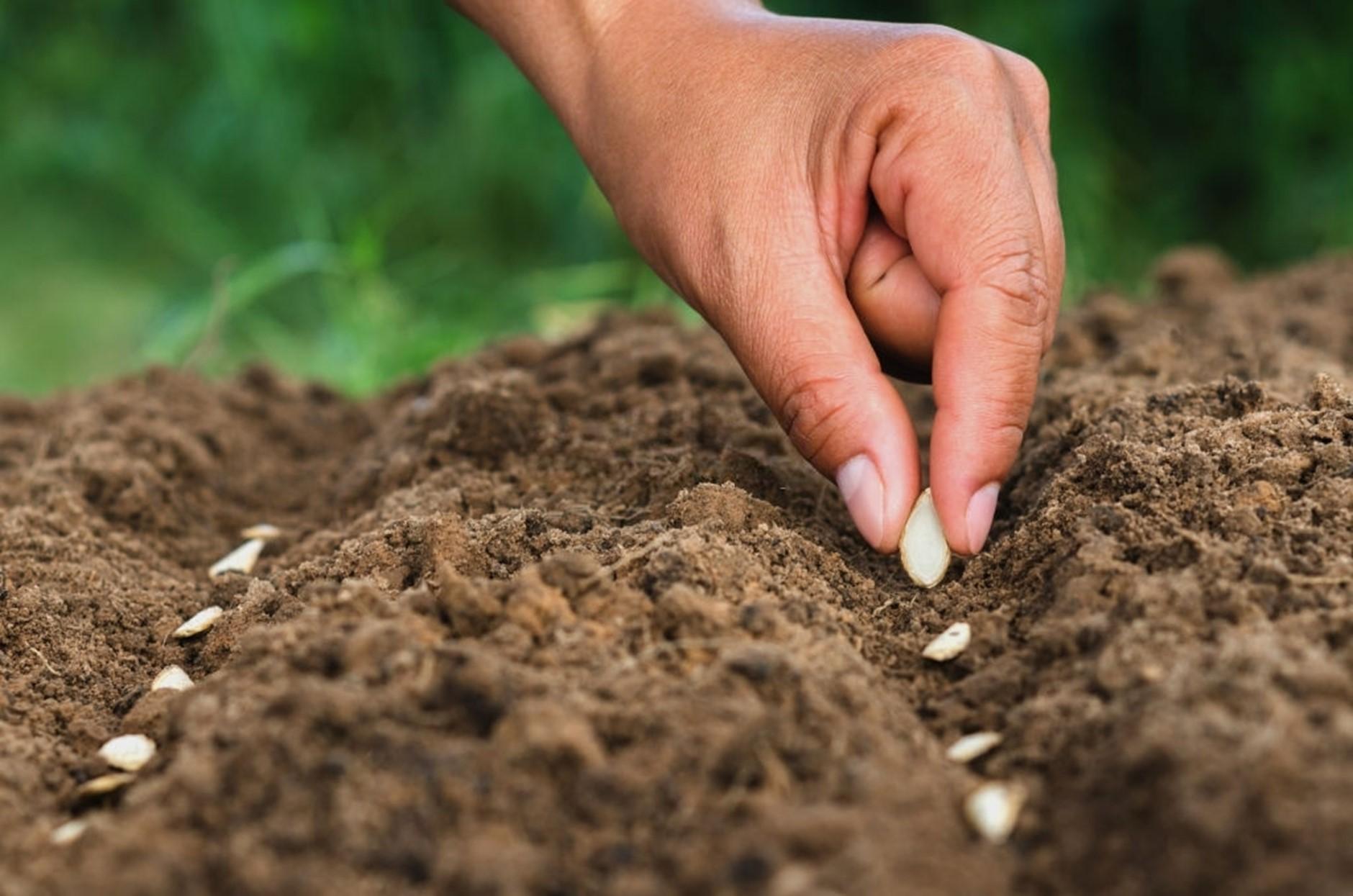 How To Plant Pumpkin Seeds? Steps And Tips | Soon Huat Seeds Sdn Bhd |  Quality Reliable Seeds Since 1948