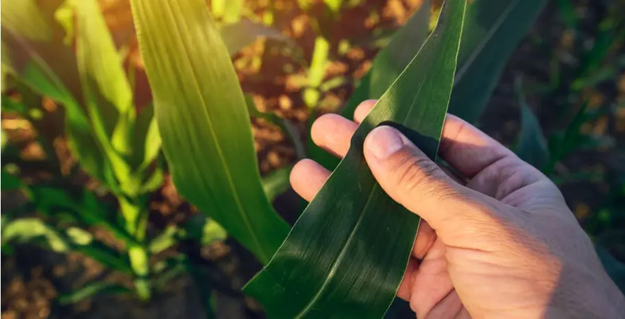 简易植物营养缺乏症指南