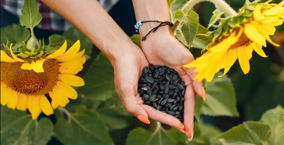 Seeds Reference Form