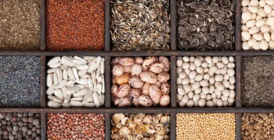 Seeds Storage