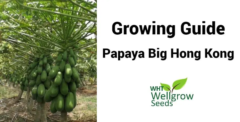 Growing Guide : Papa