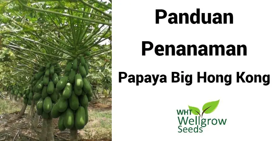 Panduan Penanaman :