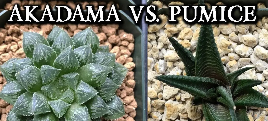 Akadama vs Pumice :