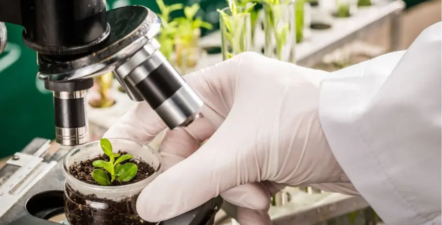 Testing Plants For D