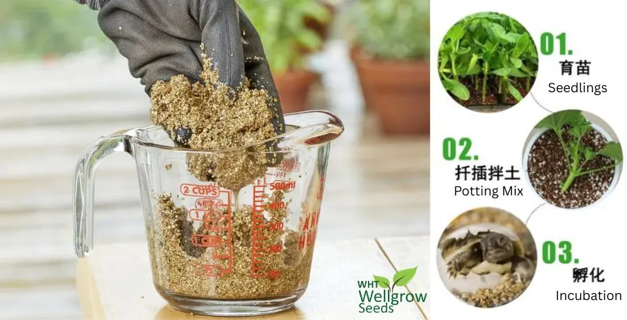 Vermiculite As Plant