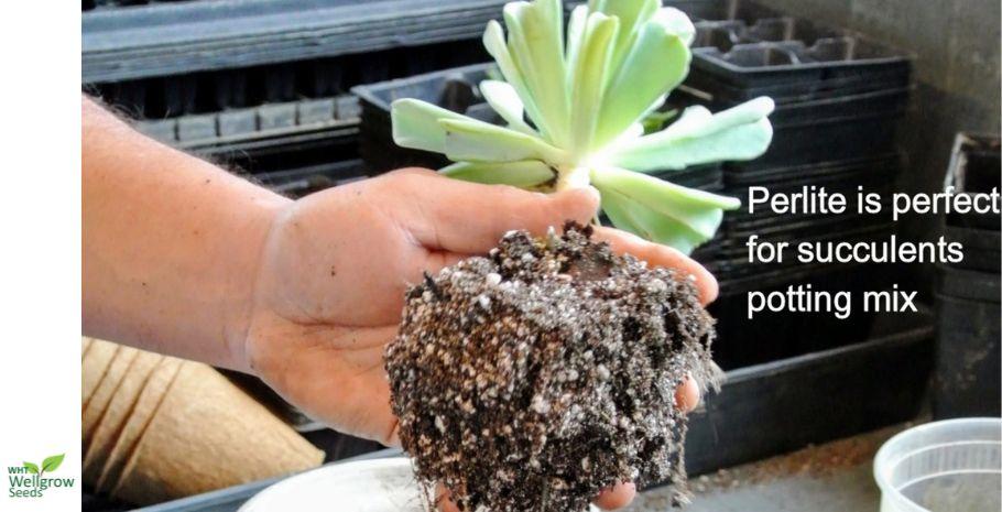 Perlite As Planting Medium | WHT Wellgrow Seeds