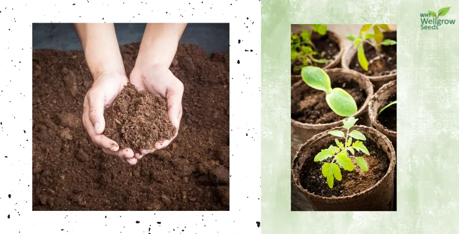 Fine Peat Moss - Kek