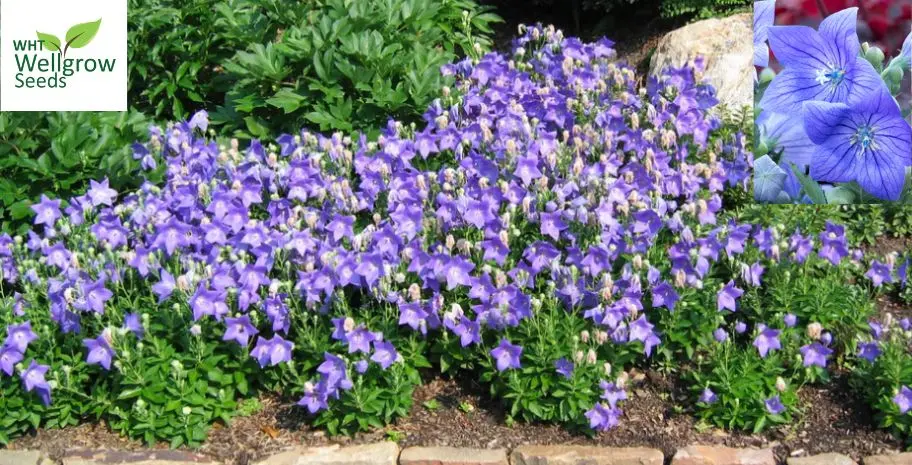 Platycodon : Is it s