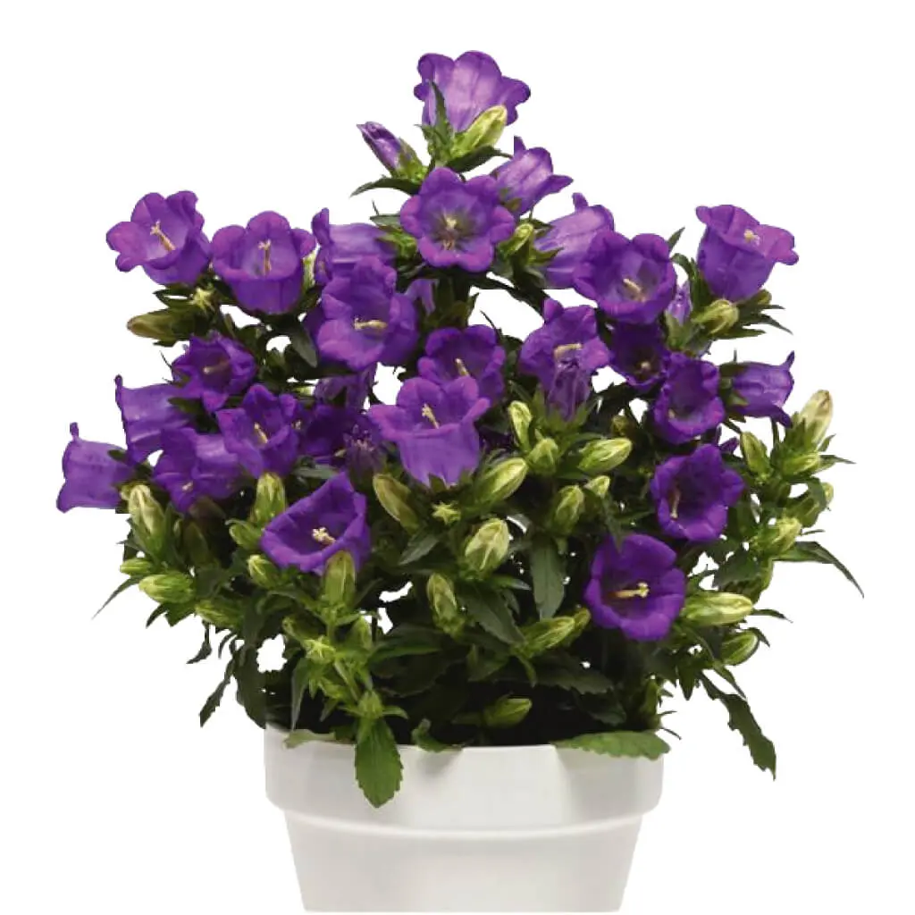 Campanula