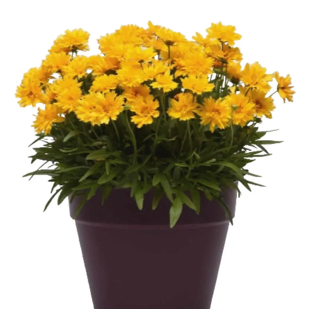 Coreopsis