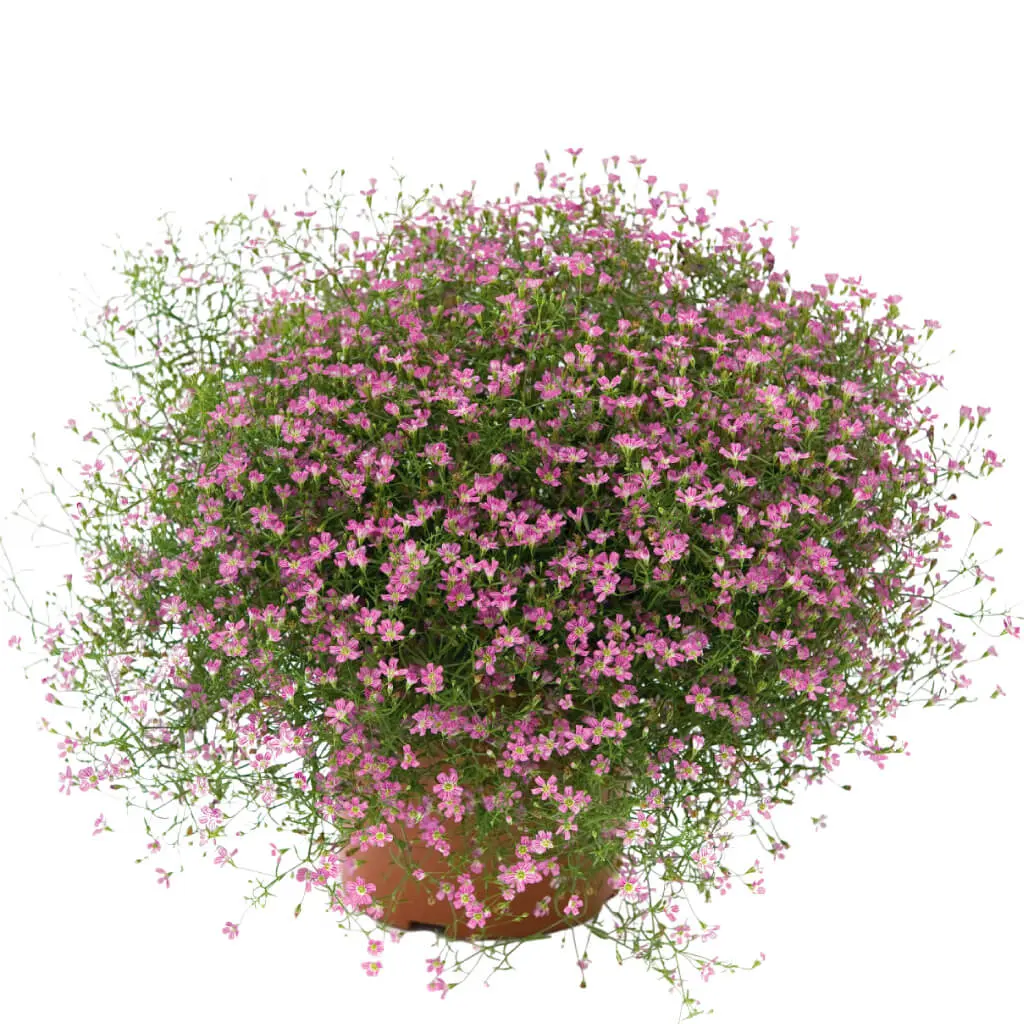 Gypsophila