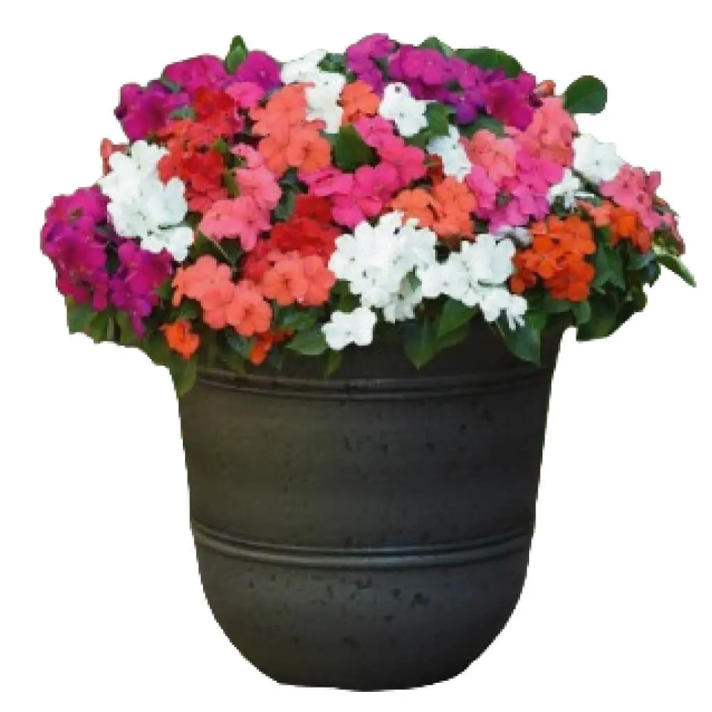 Impatiens