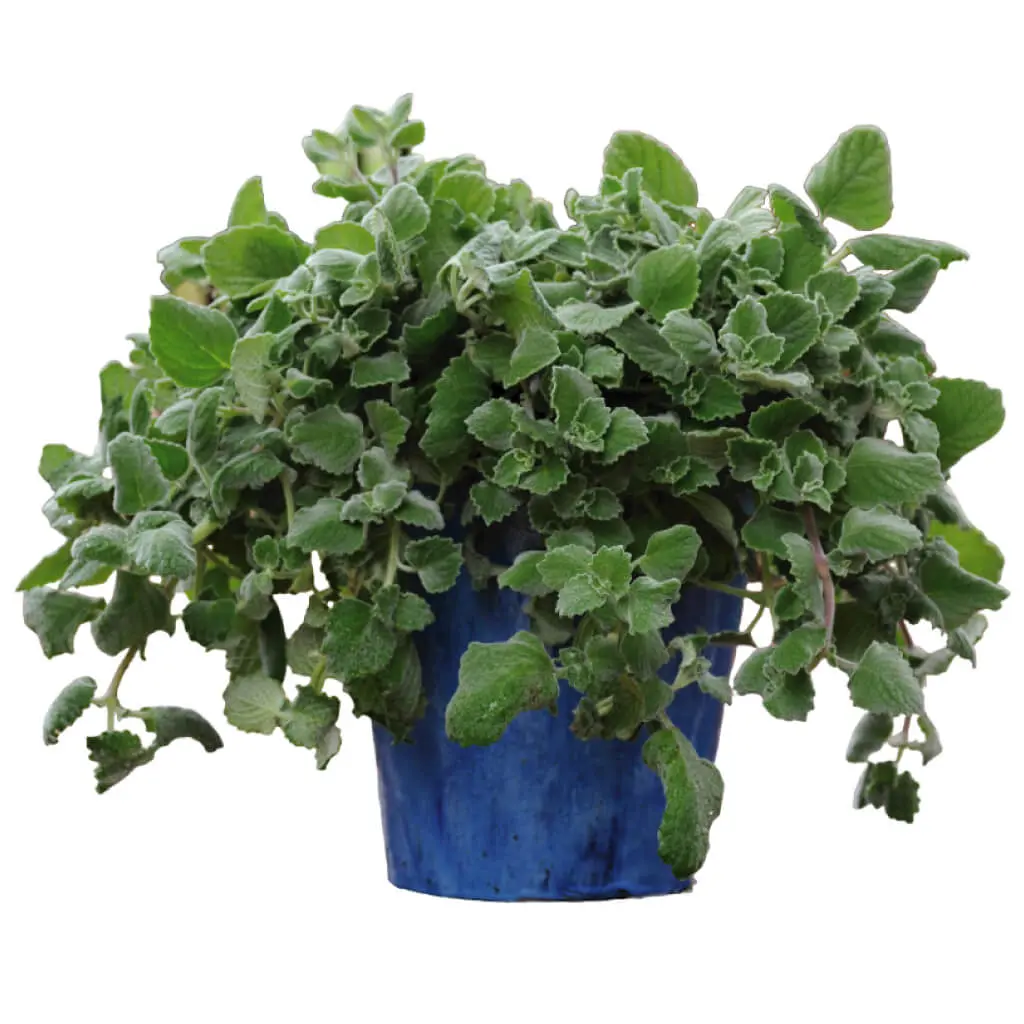 Plectranthus