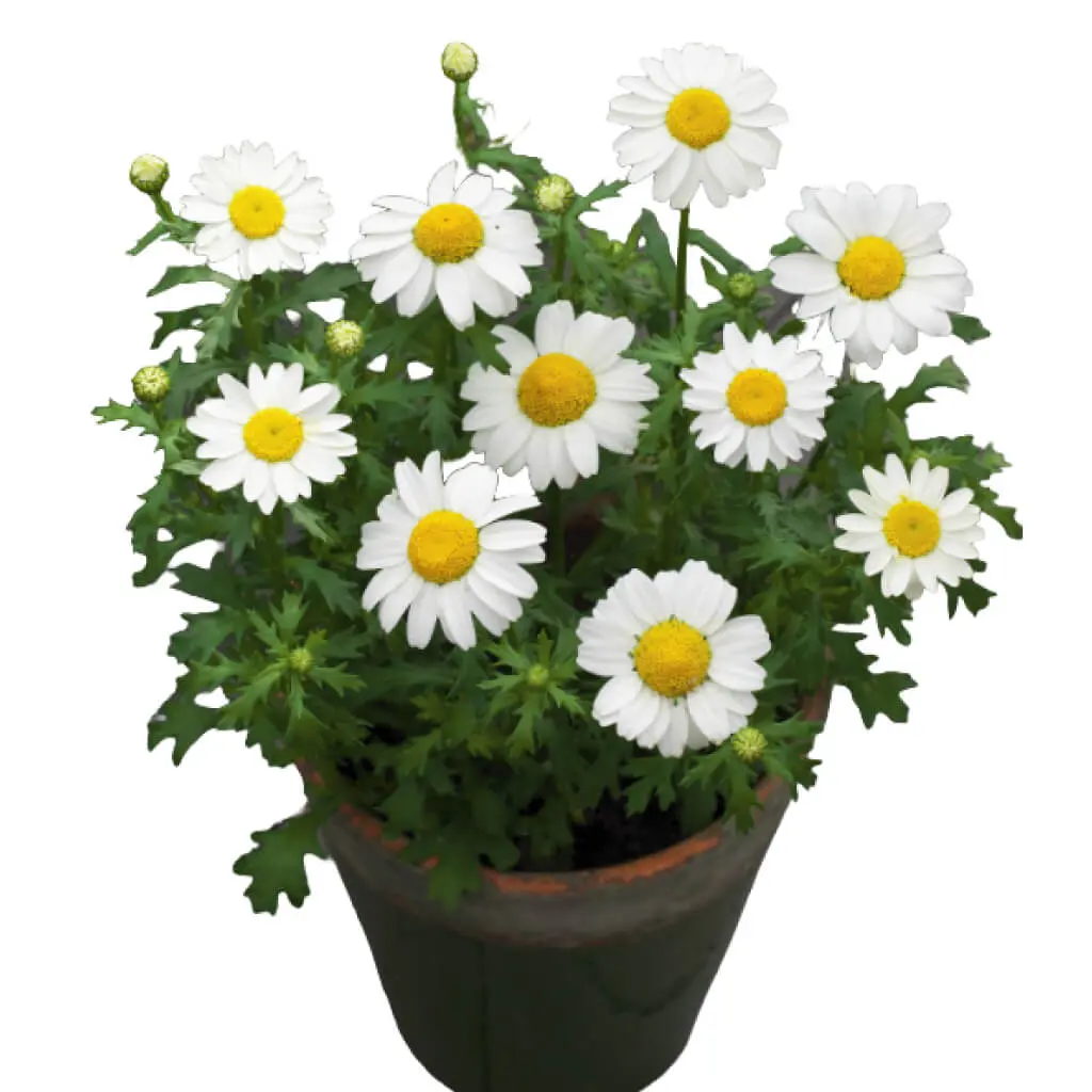 Chrysanthemum