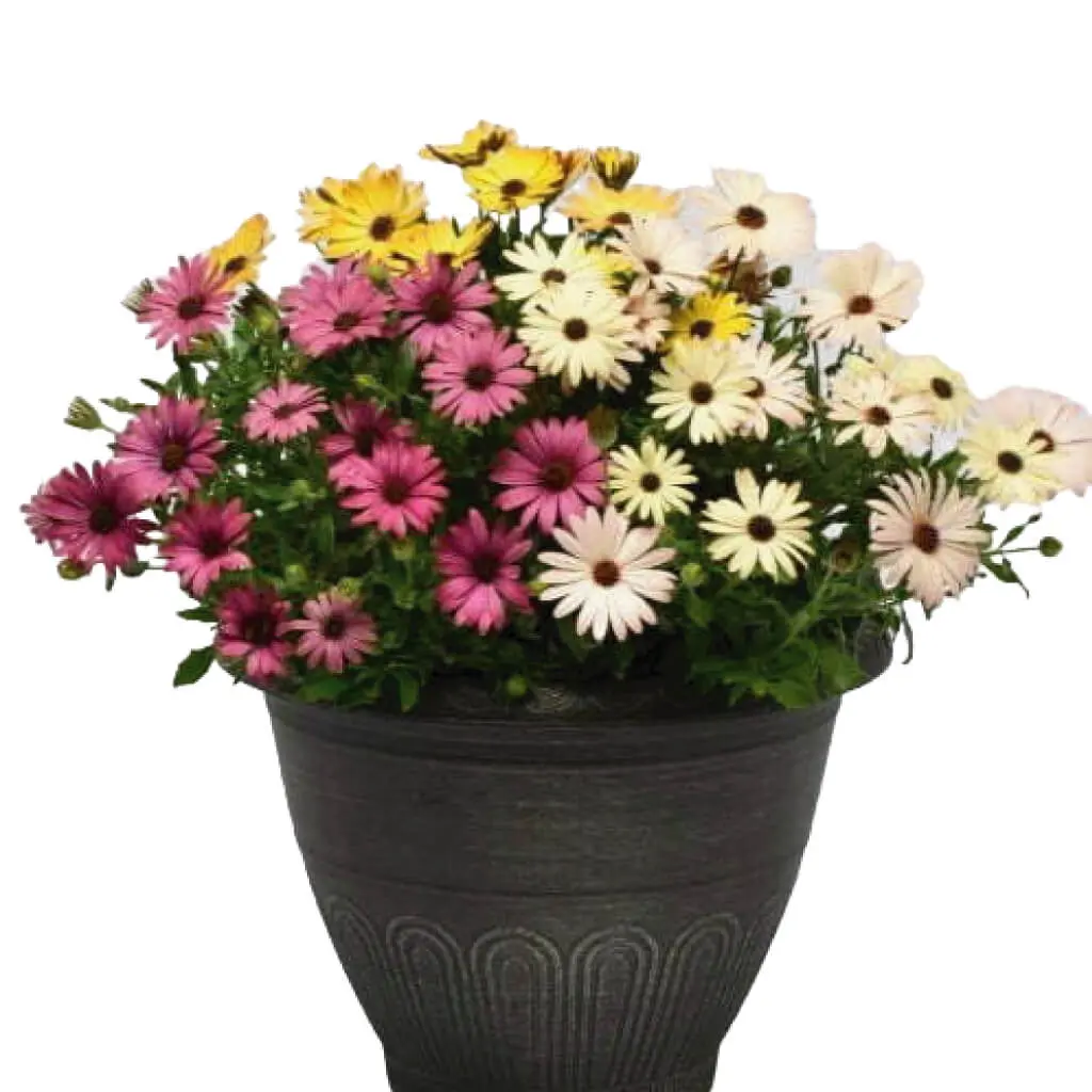 Osteospermum
