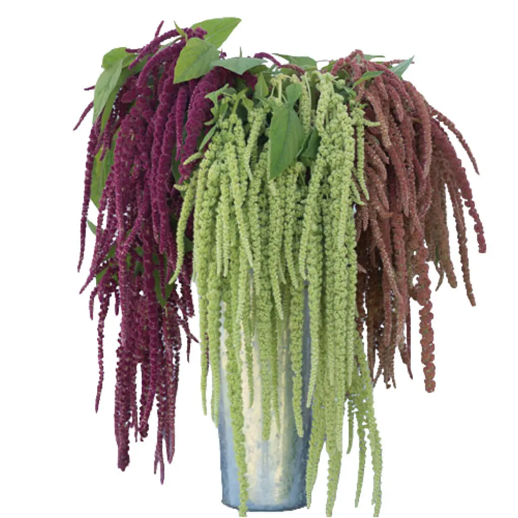 Amaranthus