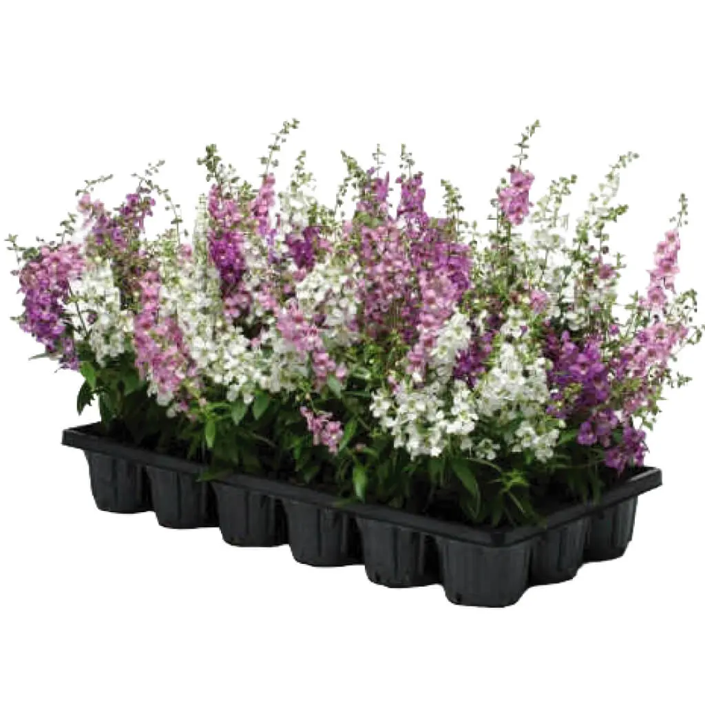 Angelonia