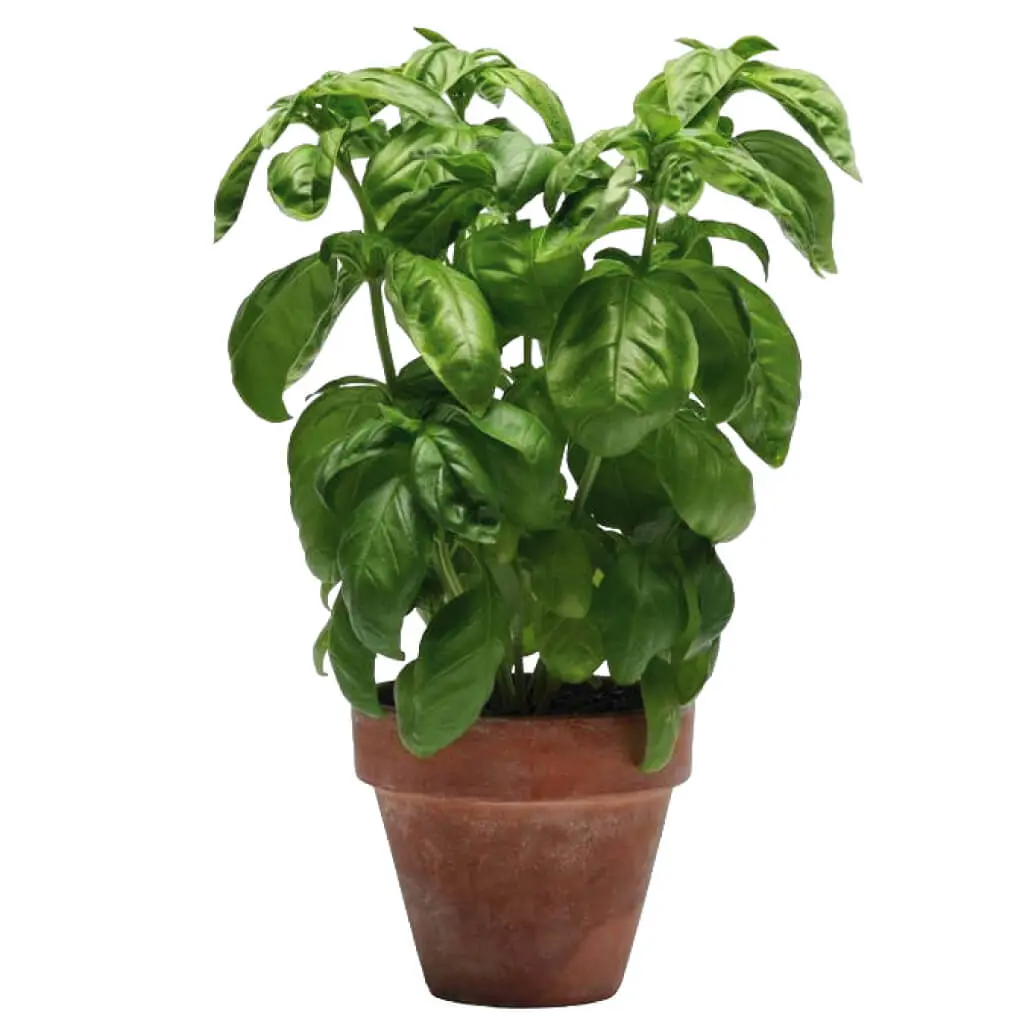 Basil