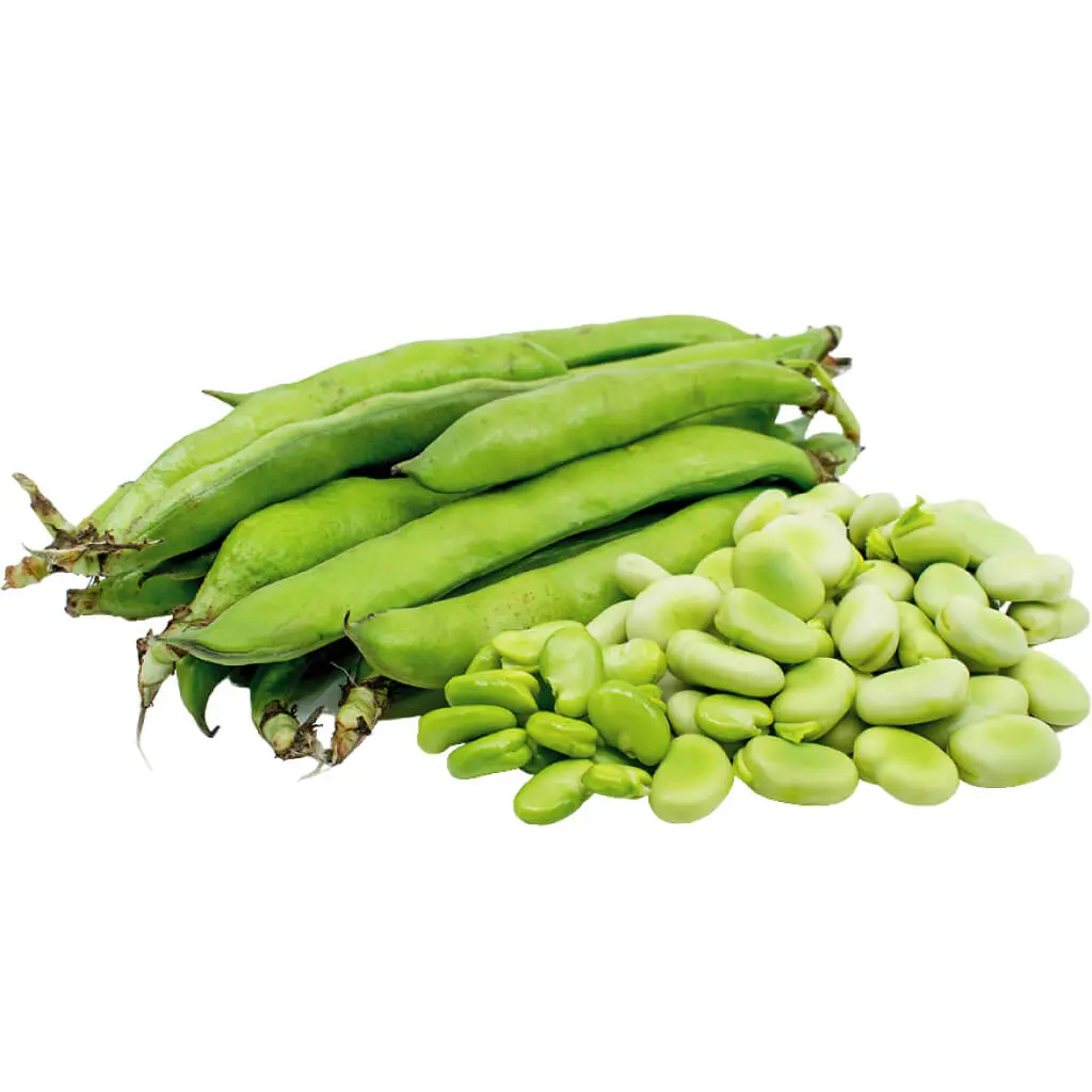 Beans