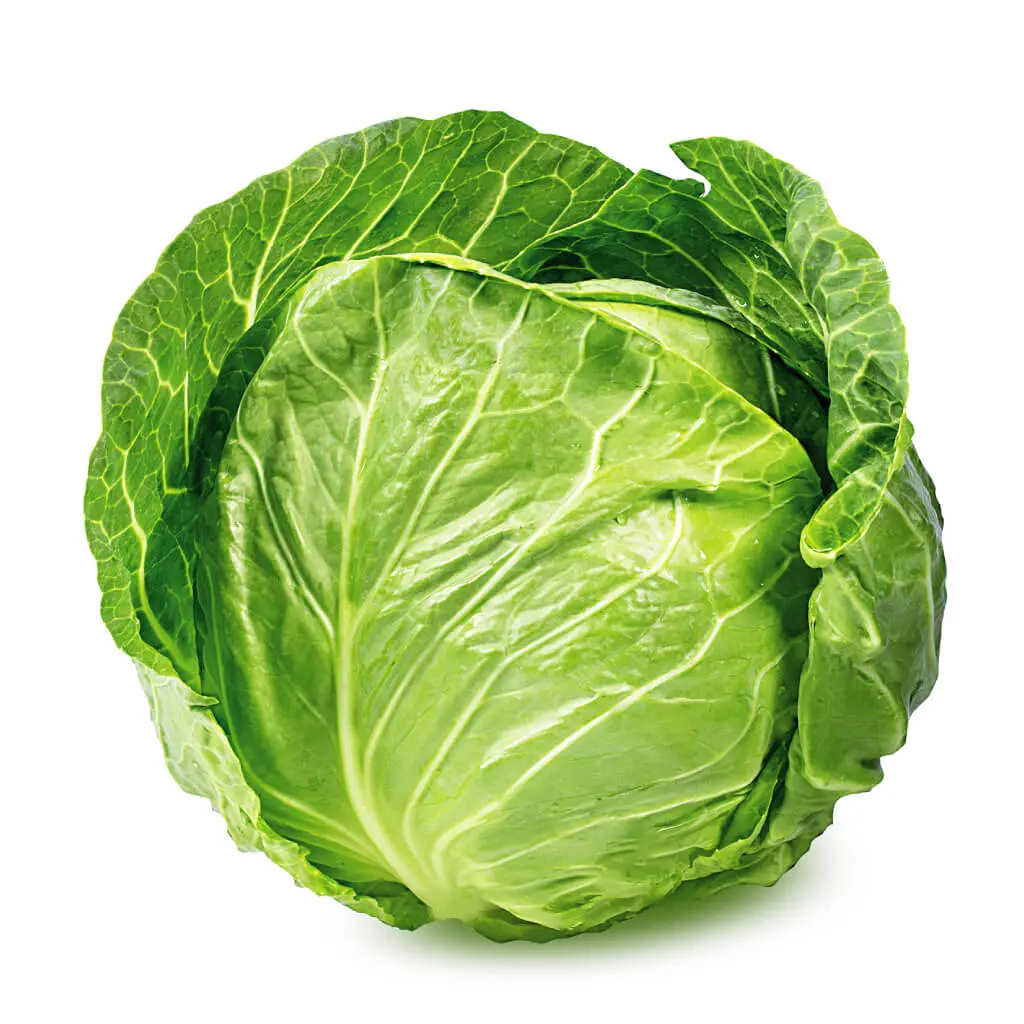 Cabbage
