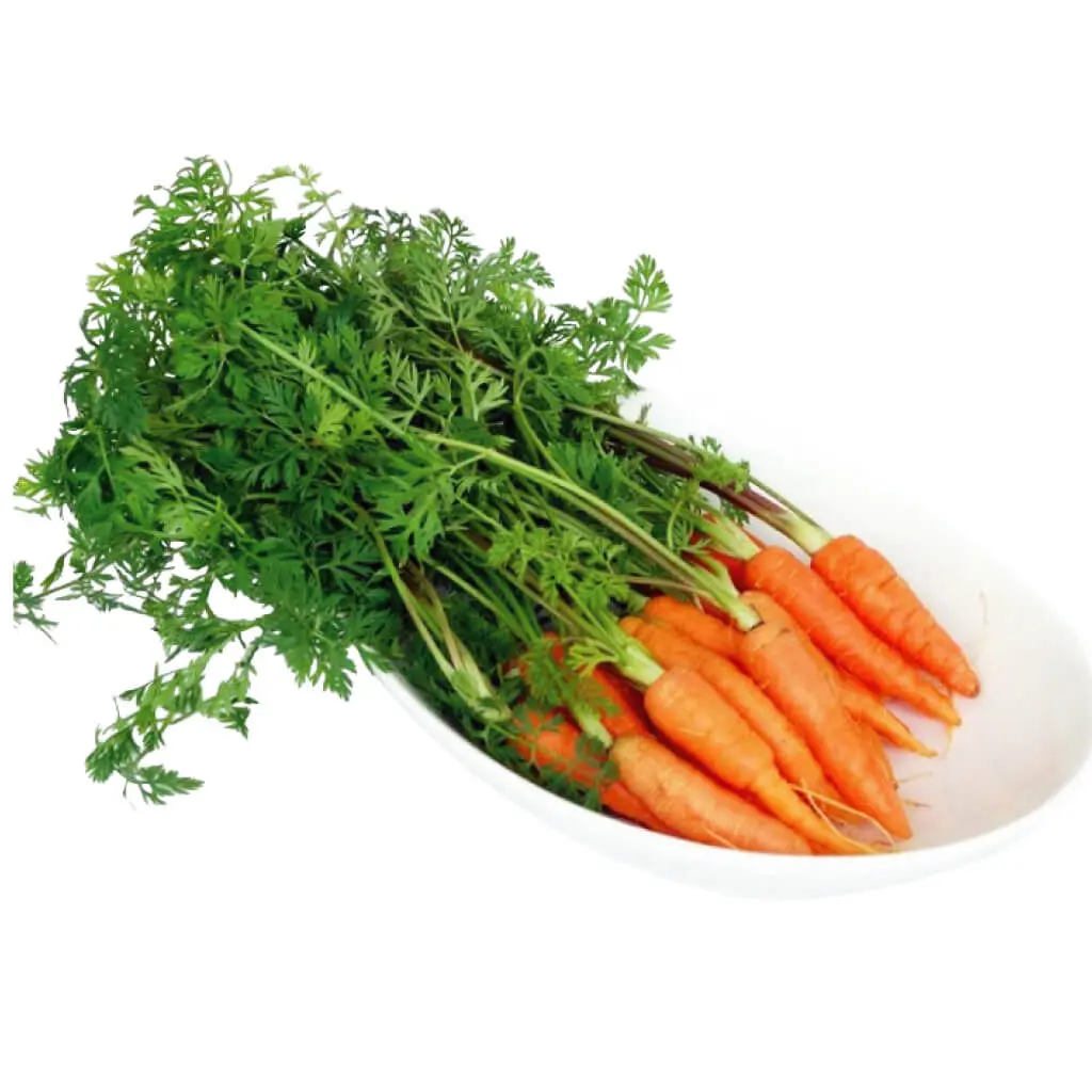 Carrot