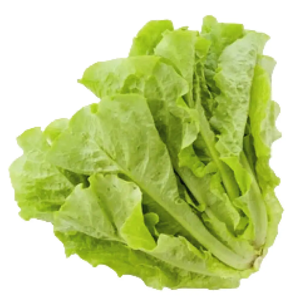 Celtuce