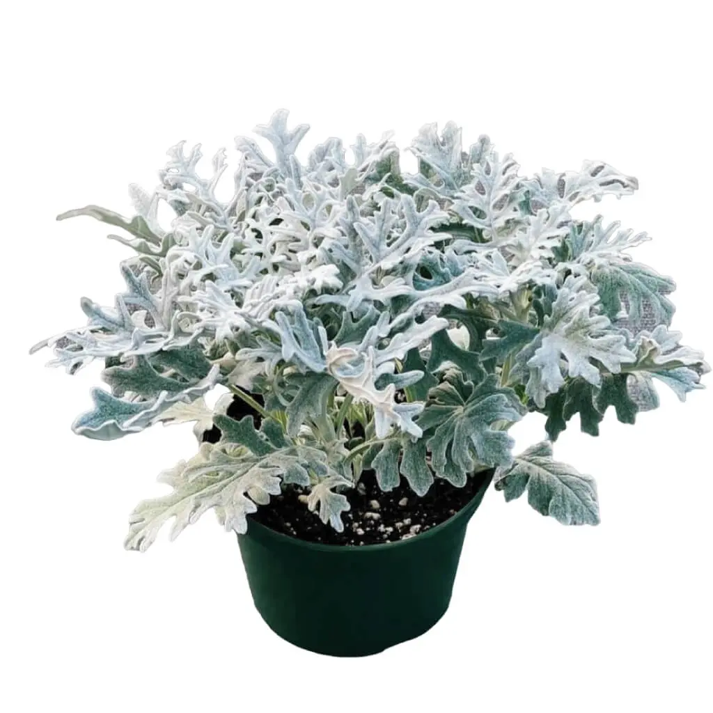 Dusty Miller