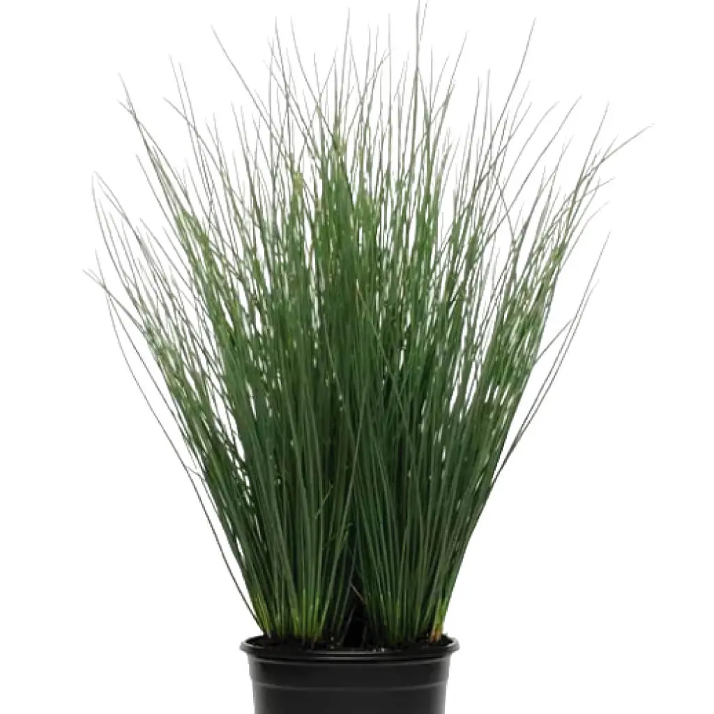 Colorgrass