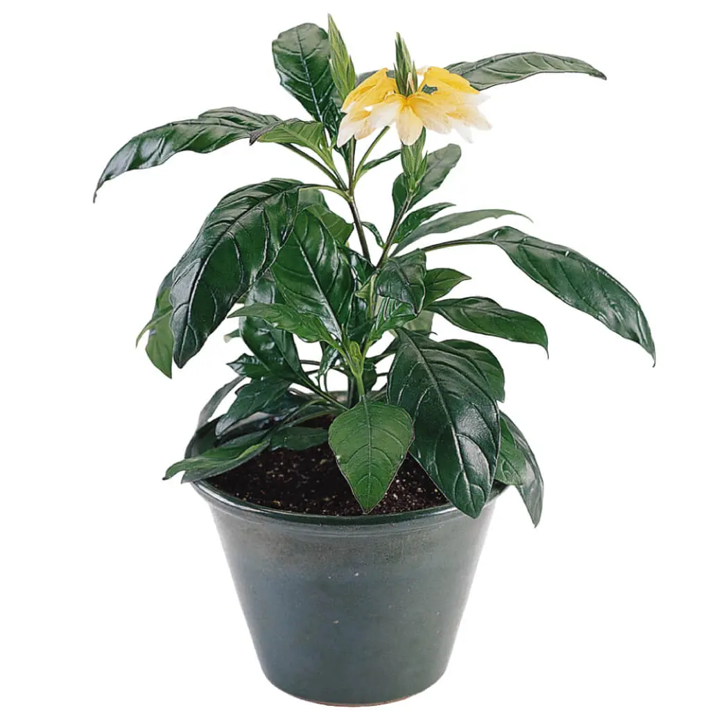 Crossandra