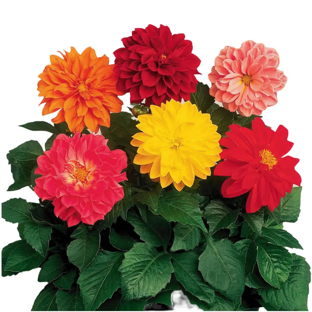 Dahlia