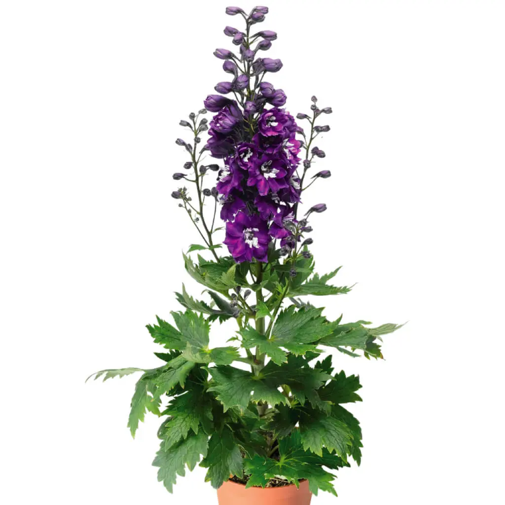 Delphinium