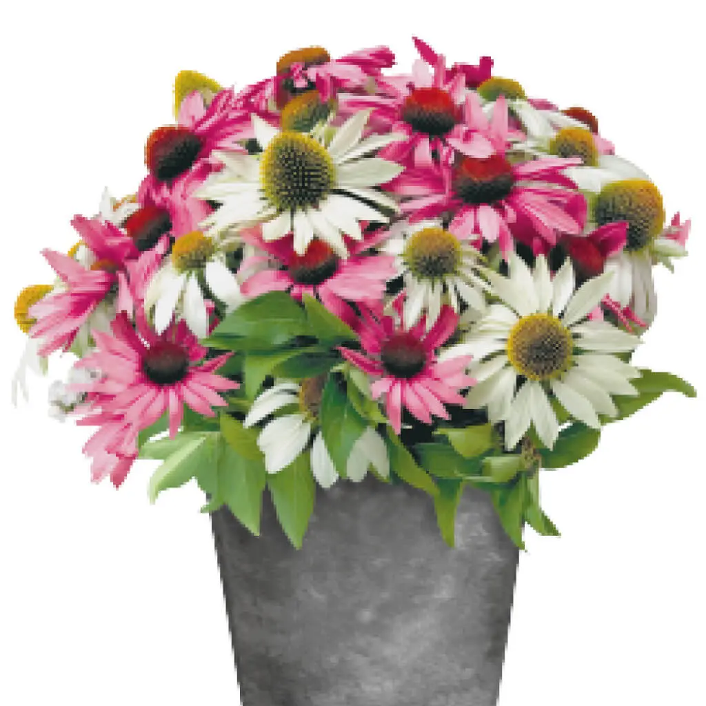 Echinacea