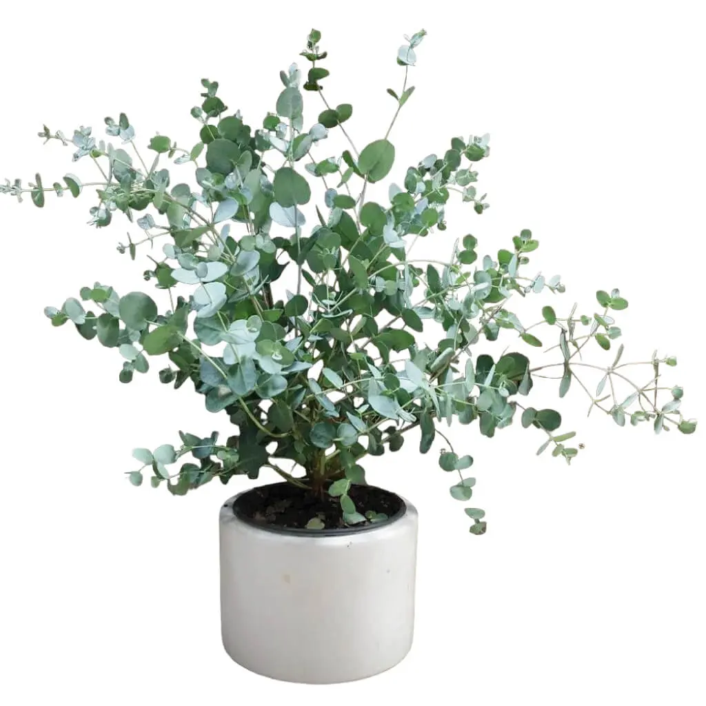 Eucalyptus