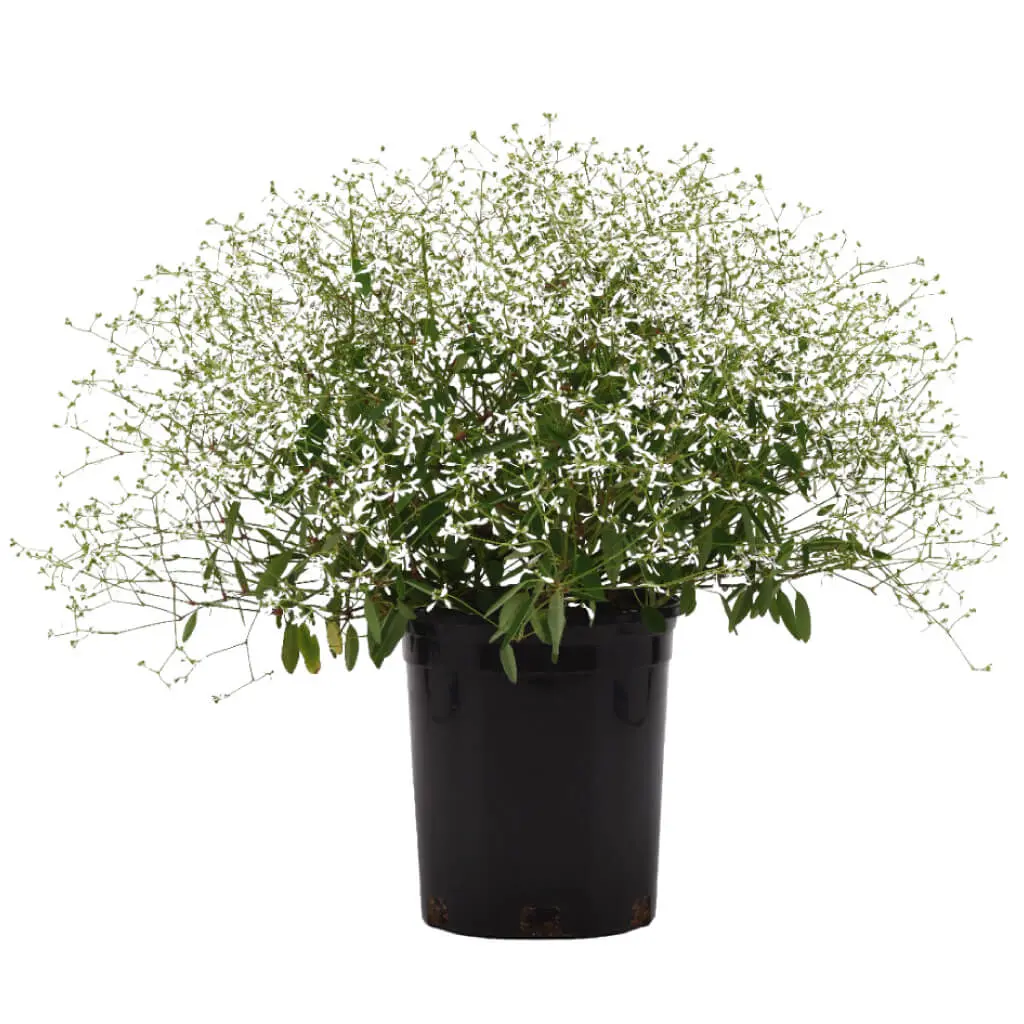 Euphorbia