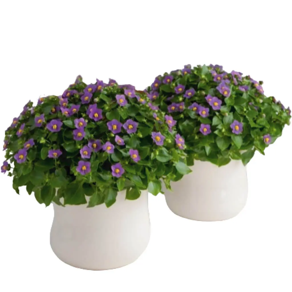 Exacum