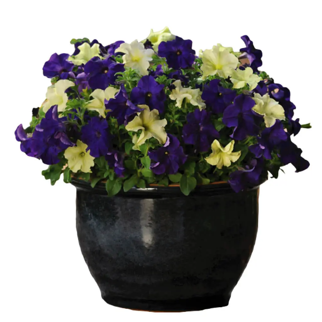Petunia (Fuseables)