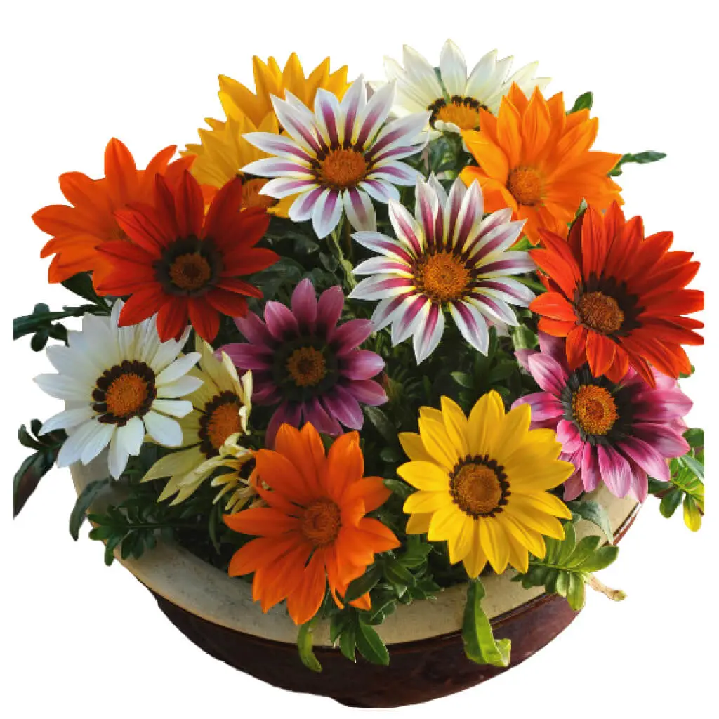 Gazania