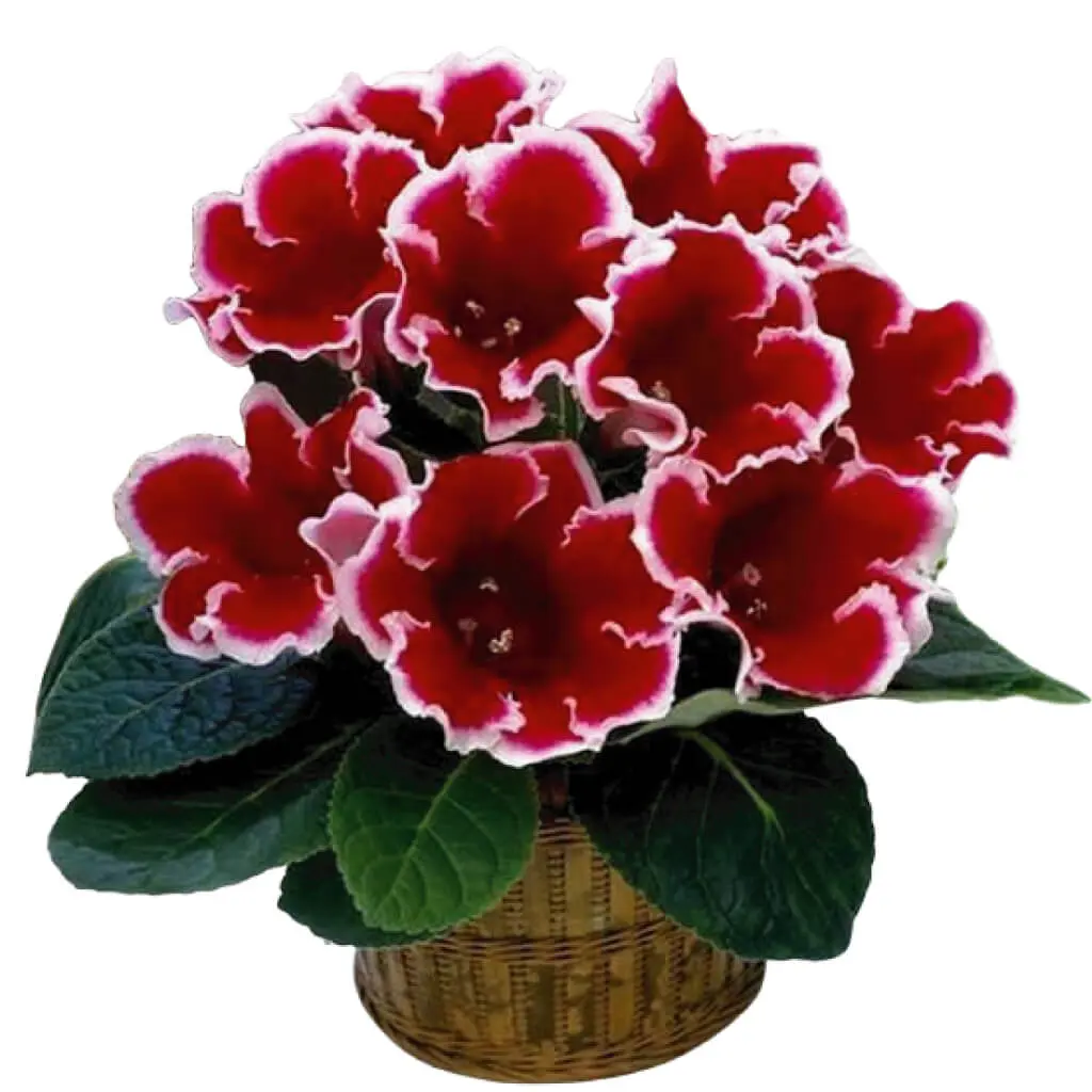 Gloxinia