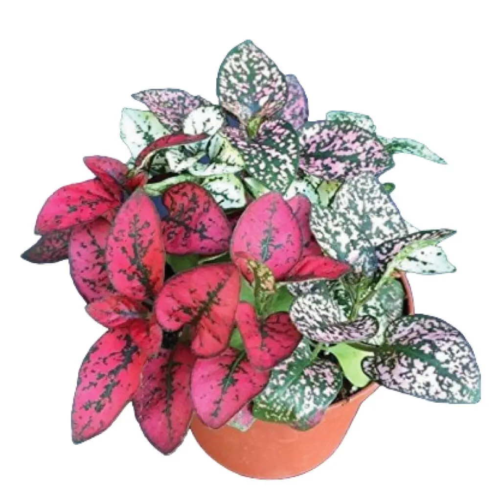 Hypoestes