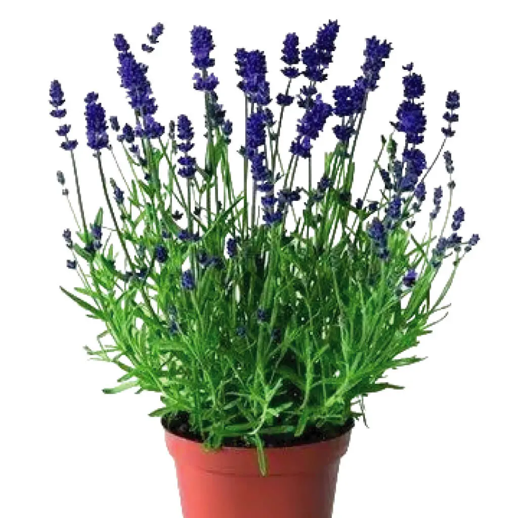 Lavender