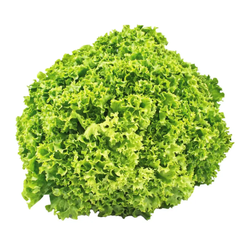 Lettuce