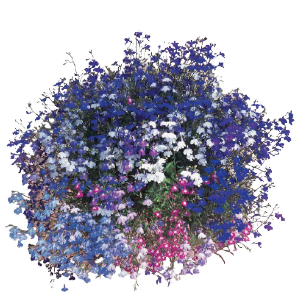 Lobelia